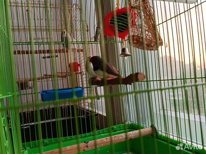 Амадины зебровые-семья