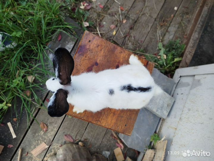 Кролики мясных пород