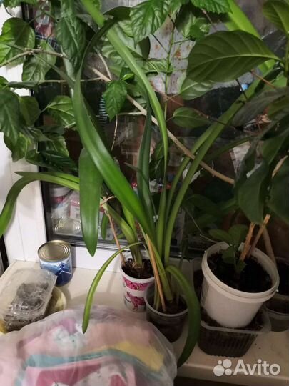 Цветы для дома разные