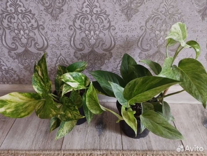 Замиокулькас