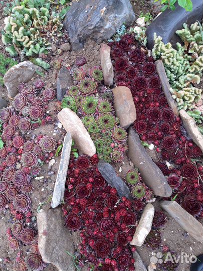 Суккуленты