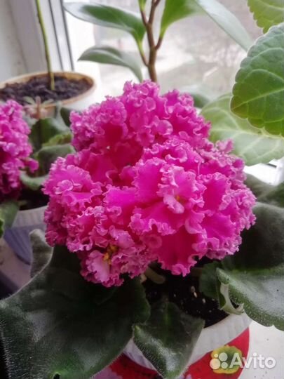 Детки сортовых фиалок