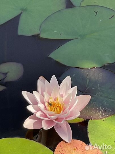 Растения для пруда