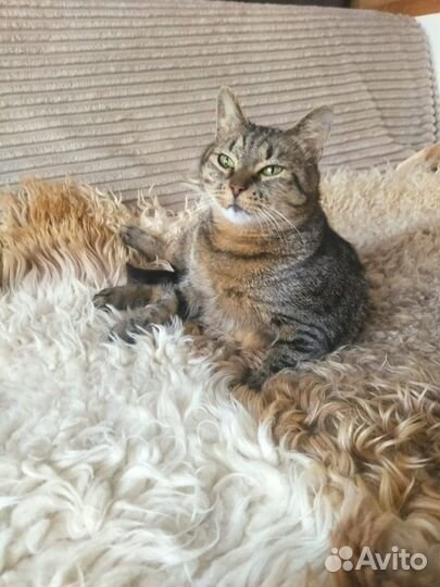 Кошка ищет дом