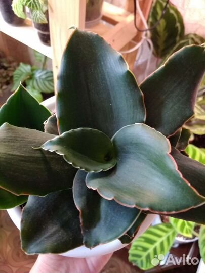 Сансевиерия стар роуз и samurai