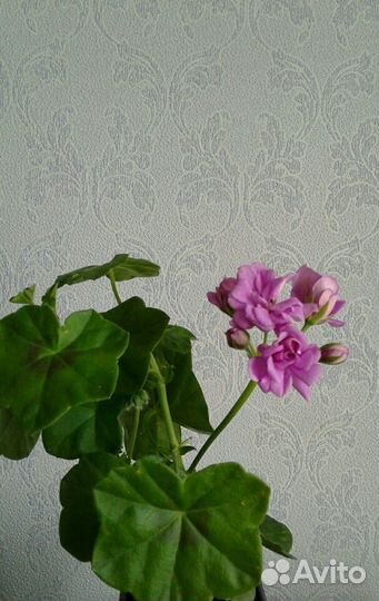 Сортовая цветущая пеларгония герань