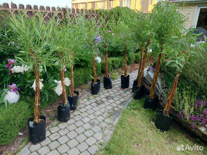 Плетёное ивовое дерево