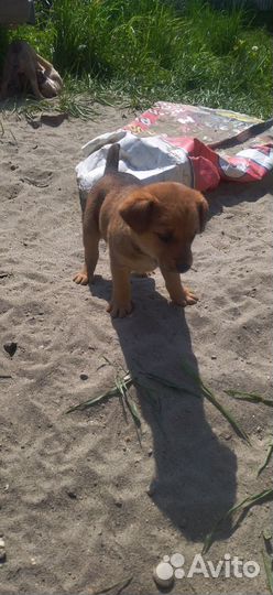 Щеночки в добрые руки отдам бесплатно