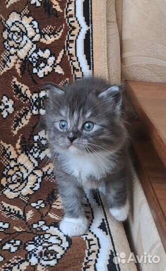 Котята-пушистики