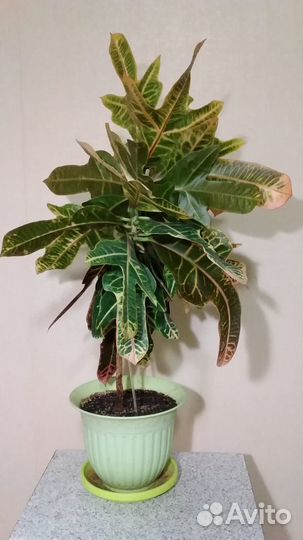 Кодиеум кротон