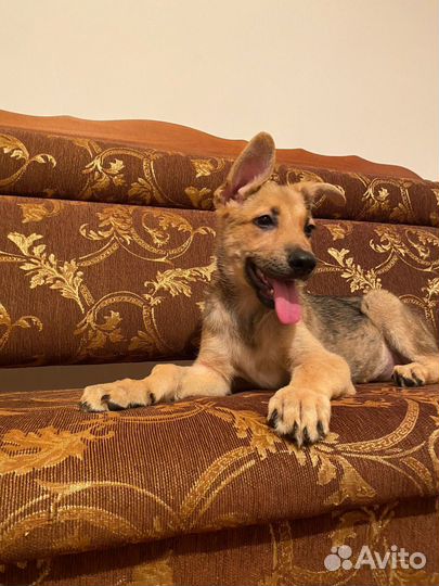 Щенок немецкой овчарки