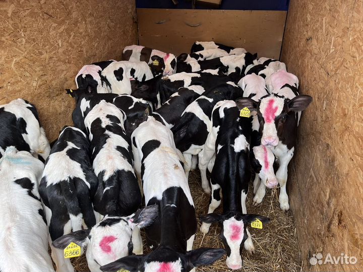 Телята бычки на откорм