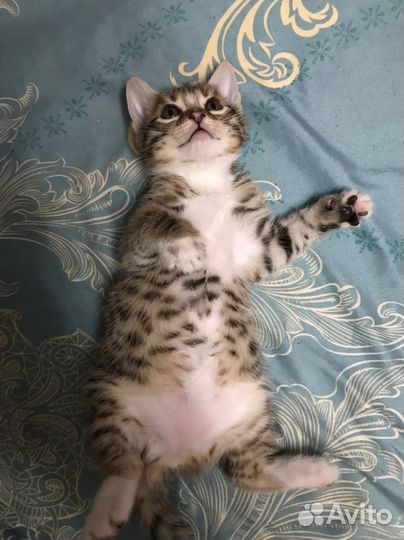 Бенгальские котята