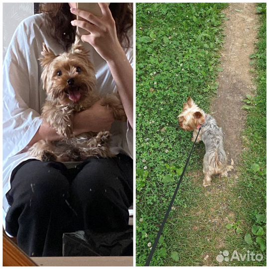 Передержка животных, выгул собак