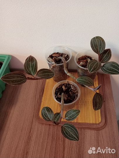 Комнатные растения разные