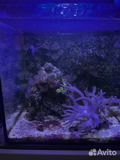 Продаю морской аквариум