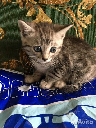 Котенок от бенгальской кошки