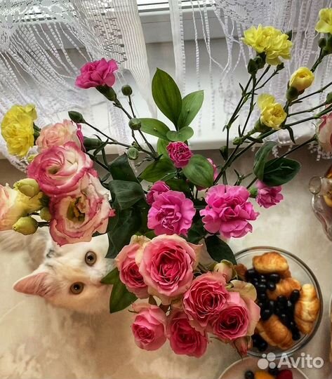 Кошка ищет кота