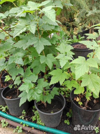 Плодово-ягодные культуры