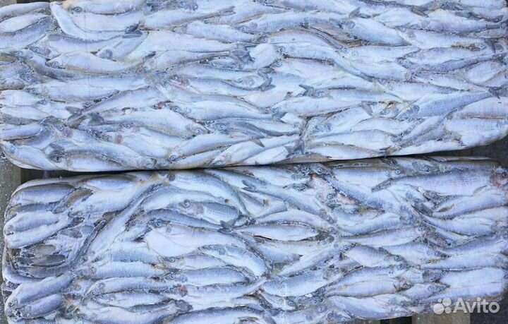 Замороженная рыба
