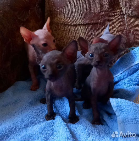 Канадский сфинкс