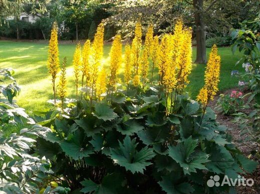 Цветы Базульник