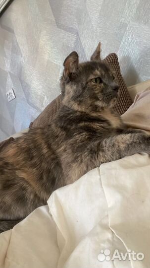 Кошка только в добрые руки