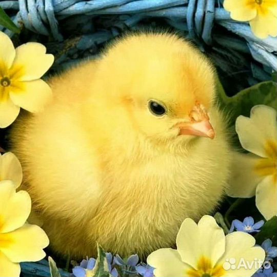 Бройлер оптом