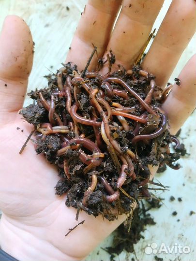 Калифорнийский червь