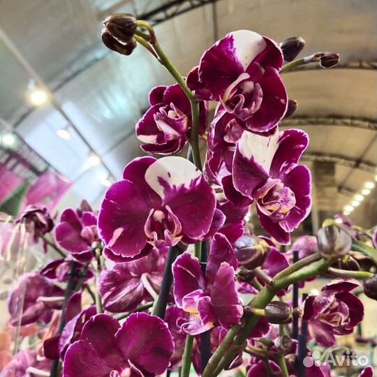 Орхидея каменная роза