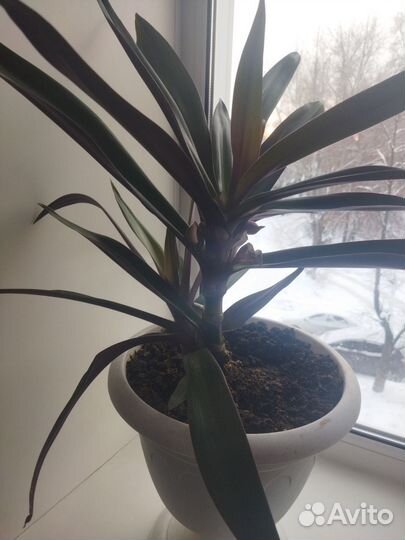 Семена традесканция рео