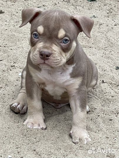 Американский булли покет и стандарт