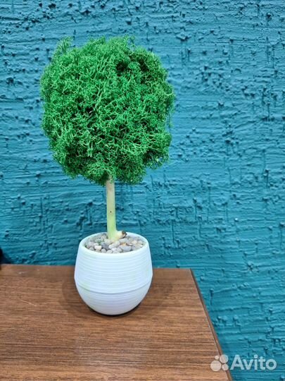 Дерево из стабилизированного мха