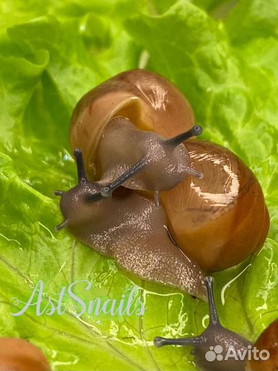 Улитки Архахатины