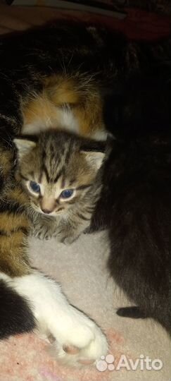 Котята отдам даром