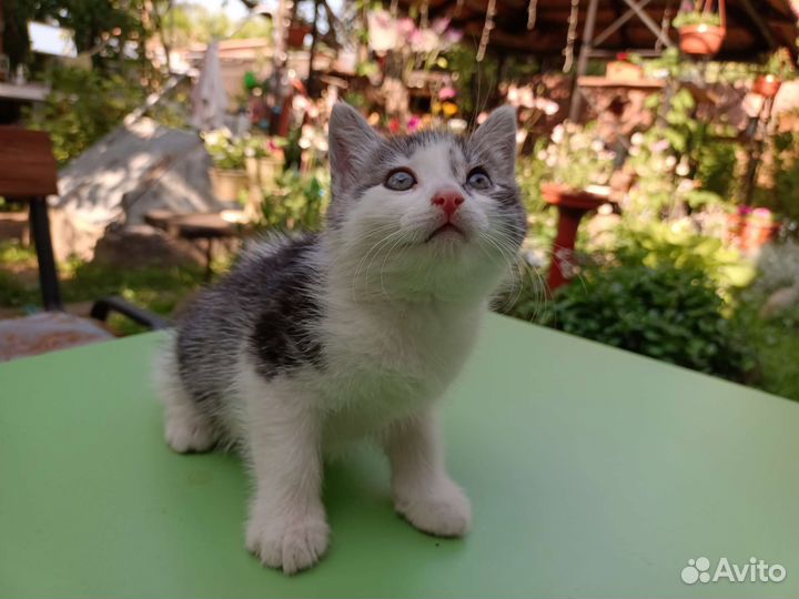 Белые котята