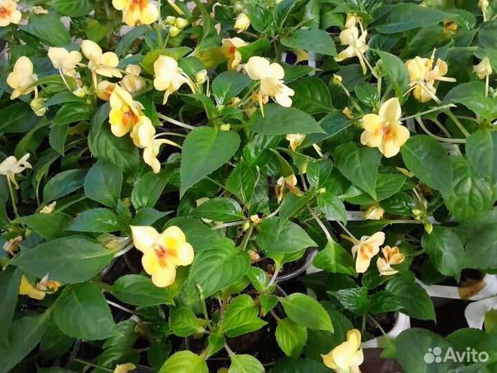 Жёлтый орхидейный бальзамин экзот