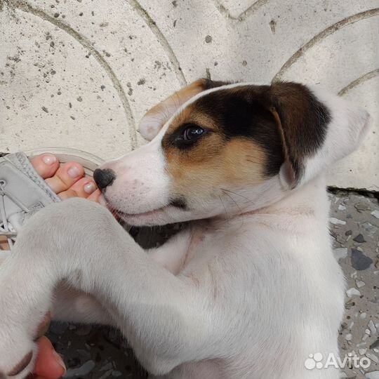 Далматин метис щенок