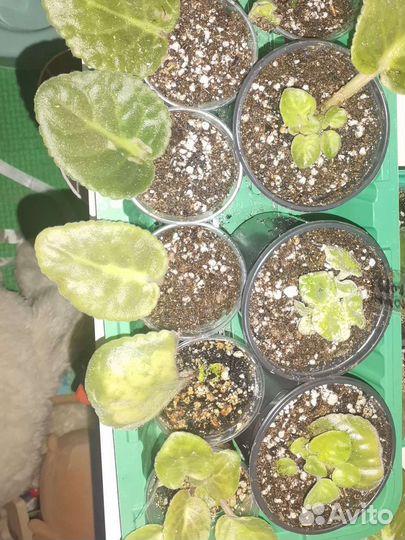 Фиалки махровые фиолетовые цветки