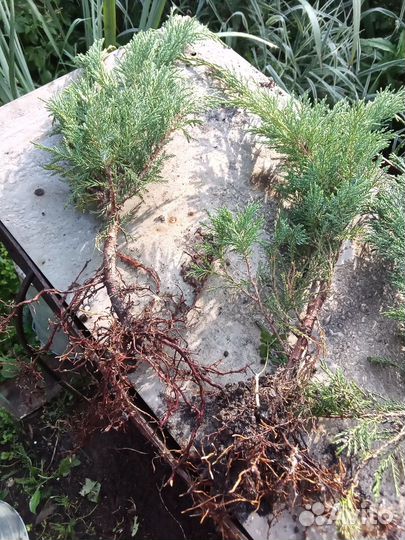 Можжевельник голубой