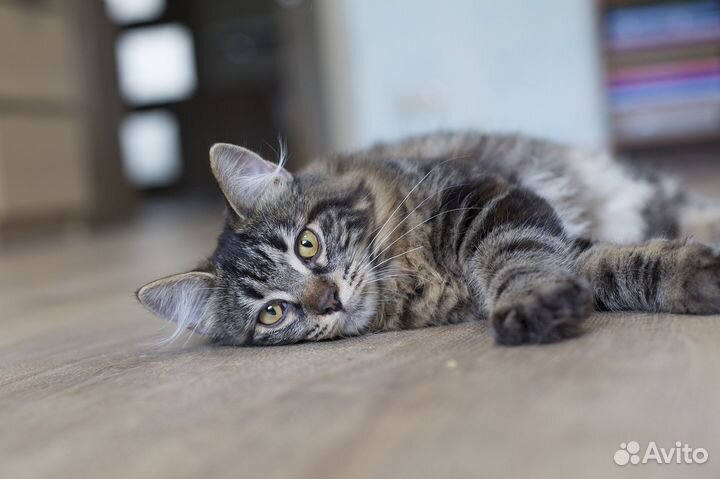 Курильский бобтейл котята