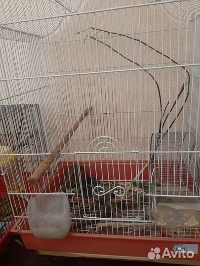 Продаются Дегу - Чилийские белки