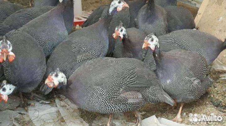 Цесарка цепляты