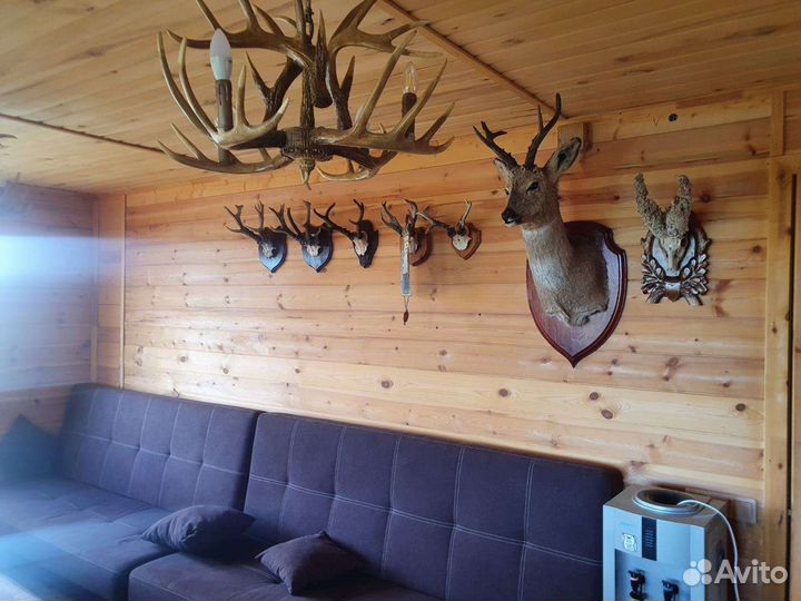 Приглашаем на охоту на косулю и кабана утку