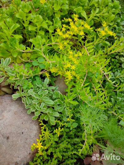 Очитки, седумы саженцы