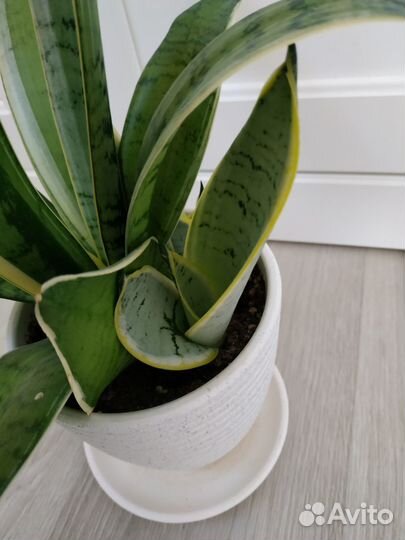 Сансевиерия ханни крем (детка)