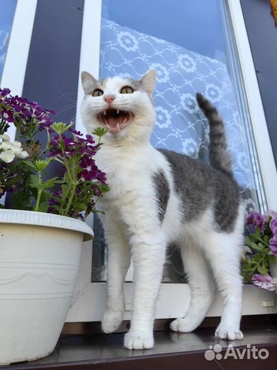 Красивый молодой котик