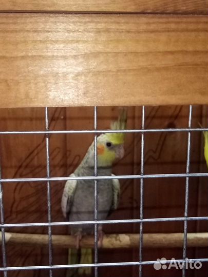 Попугай корелла