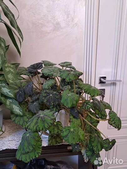 Комнатные цветы