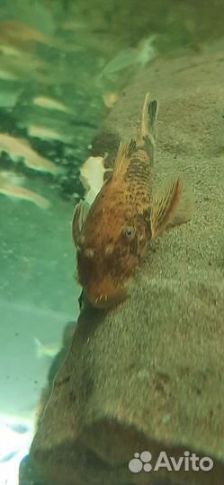 Анцитрус Lda 016